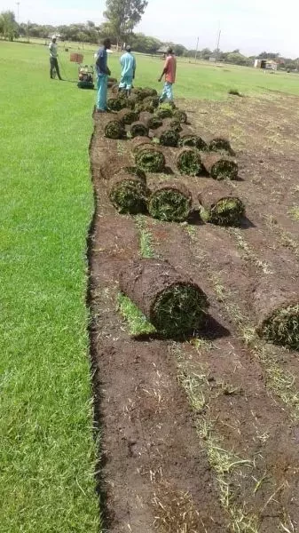 Kikuyu lawn grass planting services