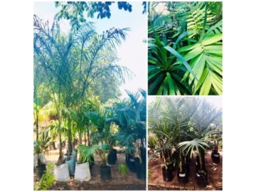 mature palms