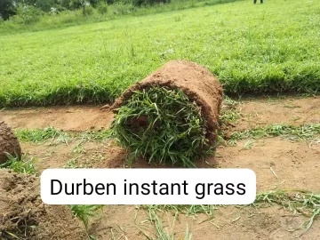Durban instant Lawn