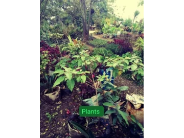 Plants for your garden