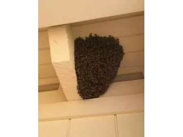 Bees removal