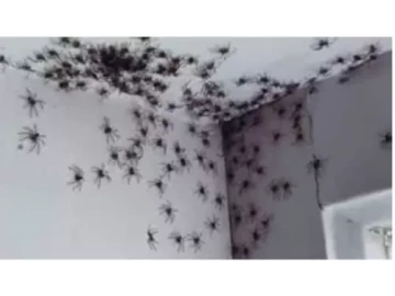 Spiders fumigation