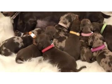 Dapple dachshund puppies available