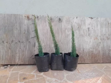 Pencil pines ornamental trees for sale in Harare