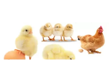 Broiler and layers chicks for sale