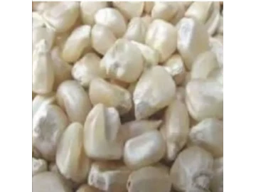 White maize for sale