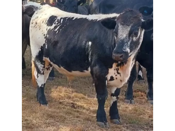 Cattle Straws