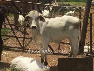 Weaner heifers for sale