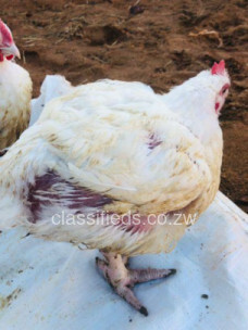 Live broiler chickens for sale