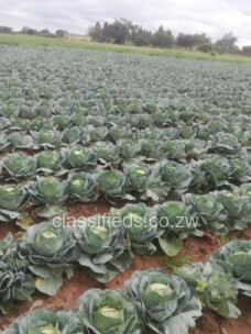 Cabbages available