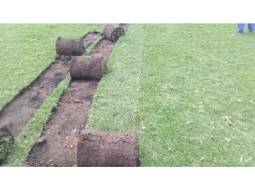 Kikuyu Instant Lawn