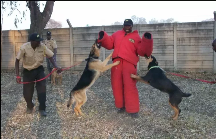 Trained Professional Guard Dogs