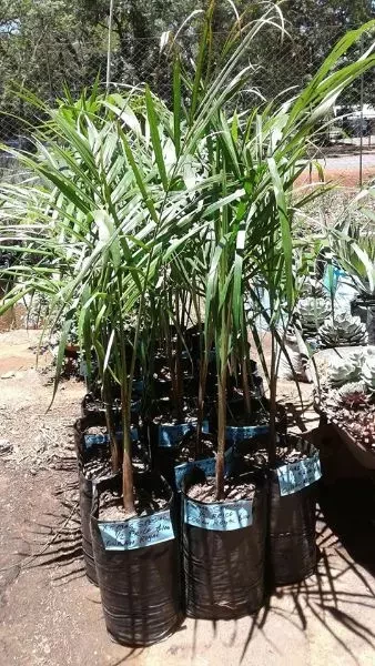 Cuban Royal palms