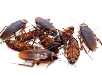 Coackroach baiting and extermination