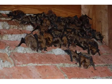 Bats extermination exclusion and baiting