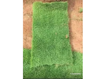 Kikuyu instant lawn $2per m²