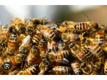 Bee removal extermination services