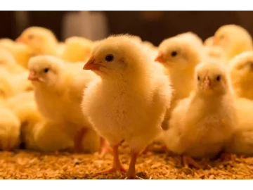 Buff Orpington & Easter Egger Chicks