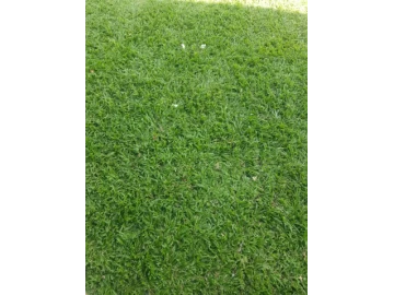 Durban Grass Instant Lawn
