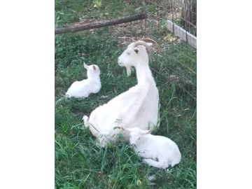 Milk goats for sale
