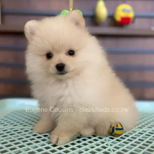 Toypom puppy