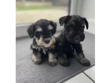 Miniature schnauzer puppies available