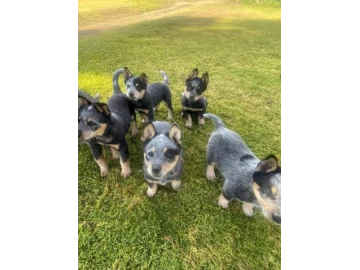 Australian cattle dog(blue heeler) puppies