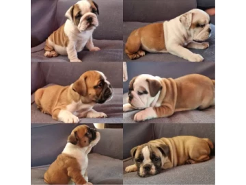 English and french bulldog puppies available