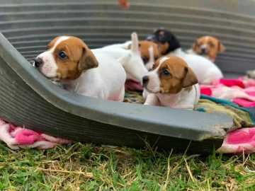 Jackrussel puppies available