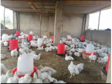 Broiler Chickens for sale