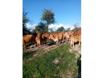 Red and grey brahmans for sale