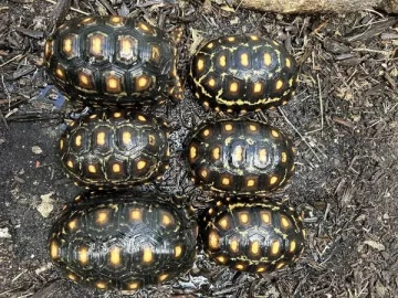 Marbled Cherry Head Tortoise Group