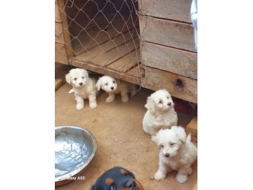 Rottweiler and Maltese puppies for adoption