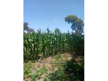KweKwe - Land, Farm & Agricultural Land
