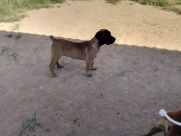 Boerboel Female Puppy for sale
