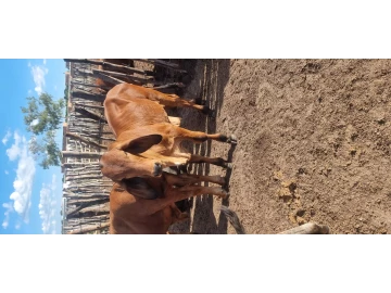 Weaner brahman pure grey and brown bulls for sale 6
