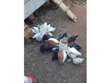 Indigenous Chickens