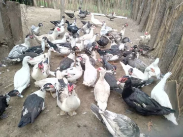 Ducks Gallore!! Quality n` well reared, grain fed Ducks for your every need