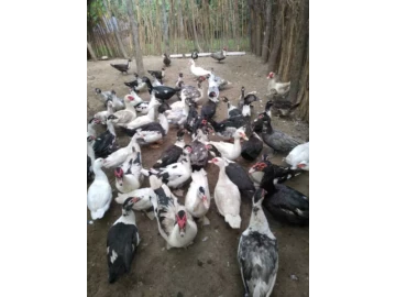 Ducks Gallore!! Quality n` well reared, grain fed Ducks for your every need