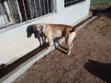 Boerboel female puppy for sale