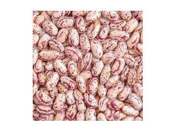 Bulk Sugar Beans available (Red Speckled) - Only $1800 per ton